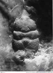 Historisches Foto von Gabriella sp. (NHMW-AFW-GEO-BACHMAYER-FOTO-1990-0041-3505)